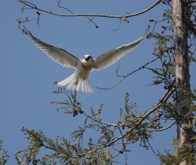 White-tailed Kites