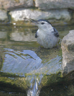 White-breasted Nuthatch, 18-Apr-2021