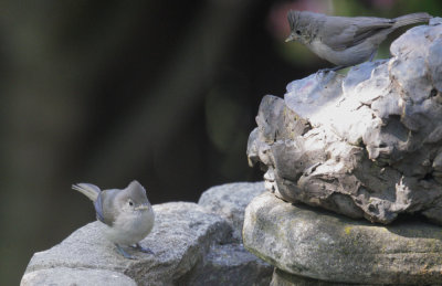 Oak Titmouses, adult and juvenile, 17-May-2021