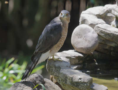 Cooper's Hawk, adult, 03-Sep-2020