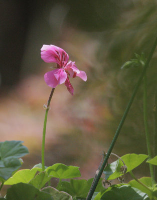 Flower back yard