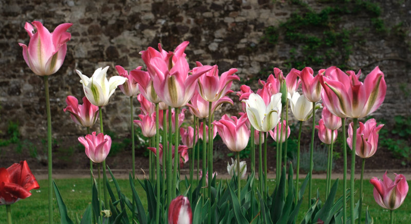 Parham Blooms