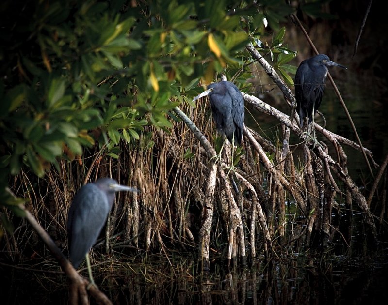 Everglades Pals