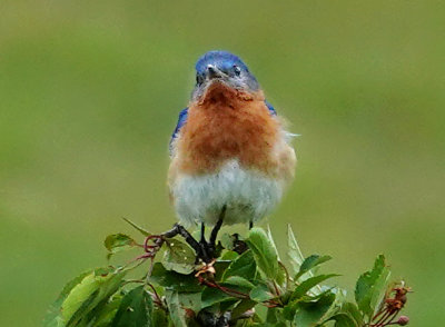 Eastern Bluebird