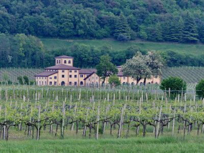 One of Many Vineyards near Verona