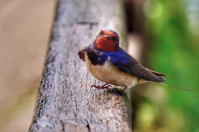 A Swallow in Krka National Park