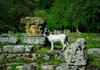 A Feral Dog in Olympia, Greece