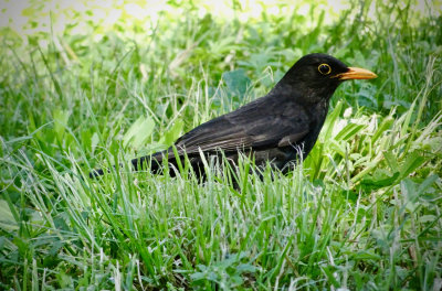 Common Blackbird, Rome