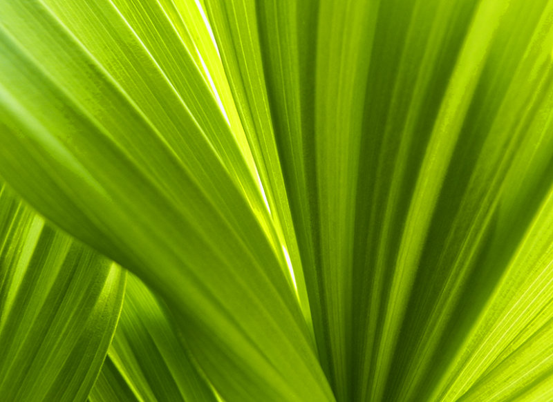 fresh greens 475