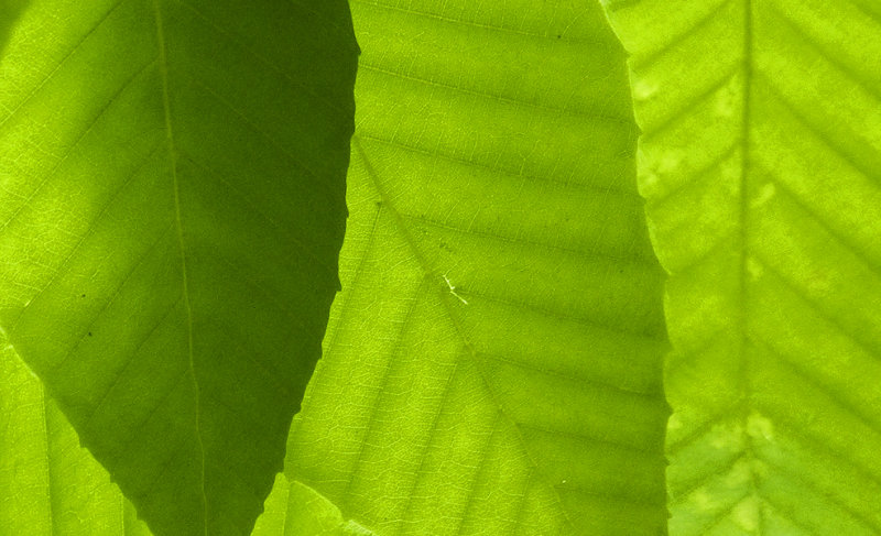green-on-green-on-green 032