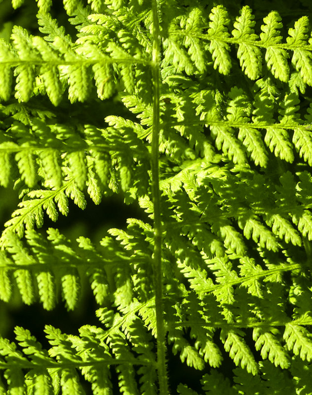 green-on-green 805