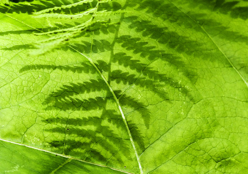 green-on-green 027