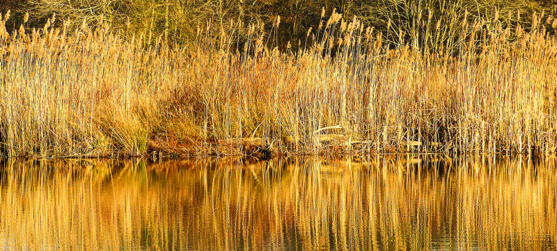 November gold 467