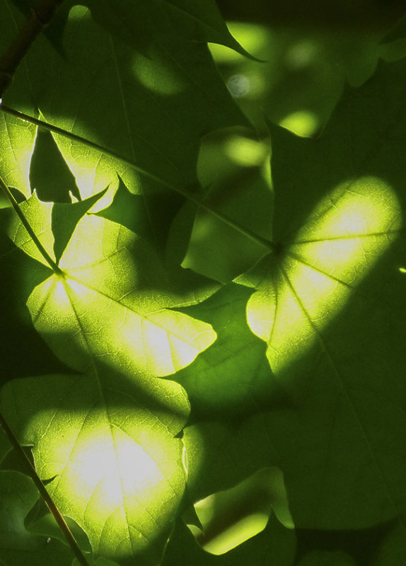 seen green 156