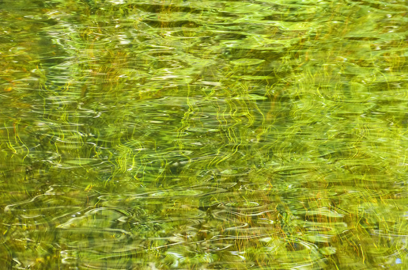 pollock iin green 689