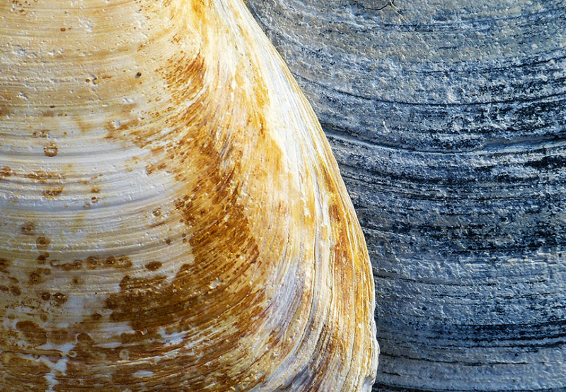 coastal still life 309