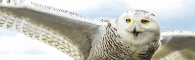 snowy owl 483