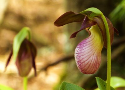 lady slippers 027