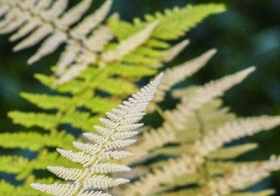 50 shades of ferns 628