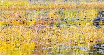 autumn pond 138