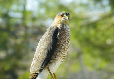 sharp-shinned hawk 183