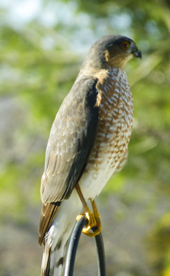 sharp-shinned hawk 185