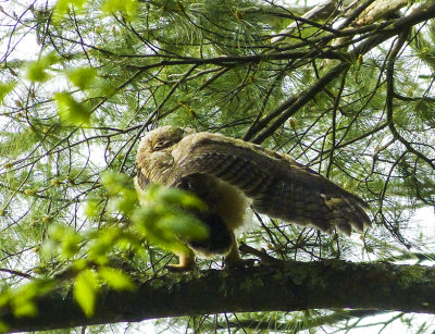 great horned owlet 363