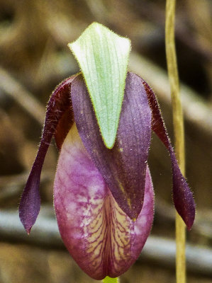 the ever-sensuous lady slipper 034