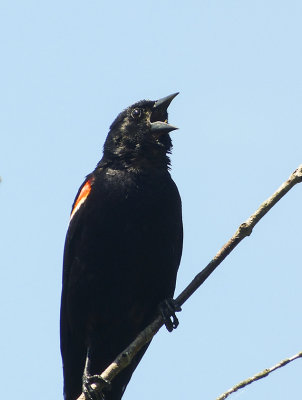 red-winged blackbird 047