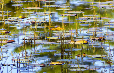 pond patterns 165