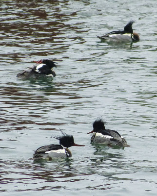 red-breasted mergansers 510
