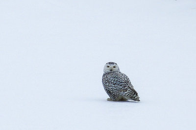 snowy owl 329