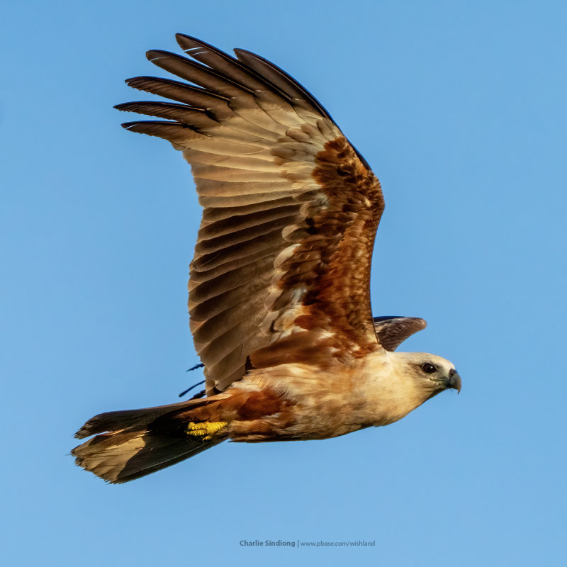 brahminy kite wings brahminy kite wings