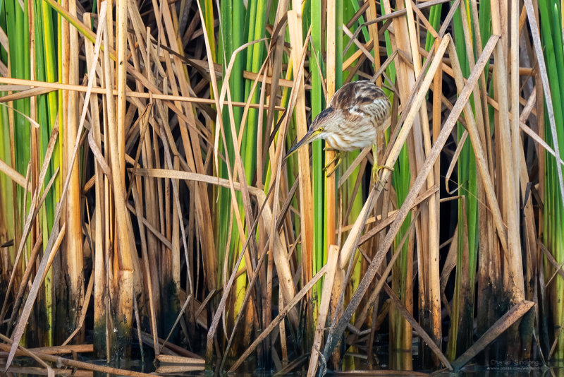 Yellow bittern 07553