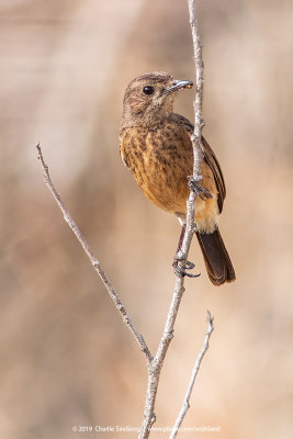 Bushchat