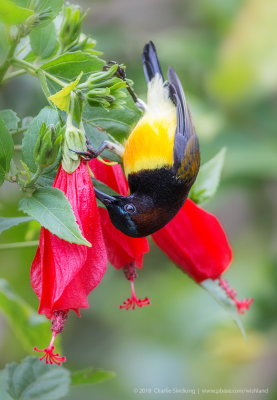 Maroon-naped Sunbird_0472