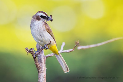 Yellow-vented Bulbul_6294