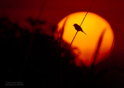 Shrike and Sunset (BS BE)