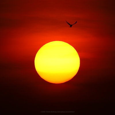 Black-winged Kite and Sunset (BS BE)