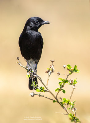 Pied Bush Chat (M)_04252