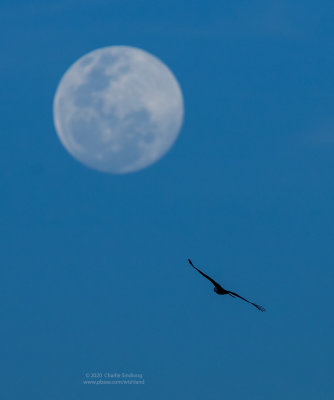 Brahminy Kite with the Moon (BS BE)