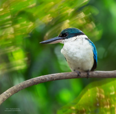 White-collared Kingfisher_07692