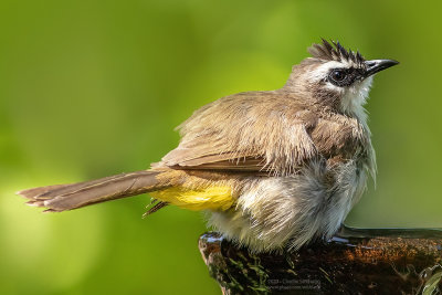 Yellow-vented Bulbul_1595