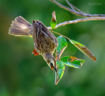 Yellow-vented Bulbul_02676