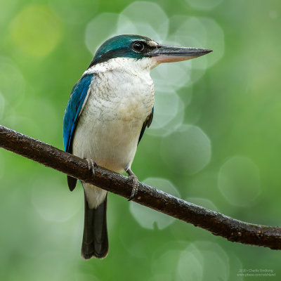 White-collared Kingfisher 08756