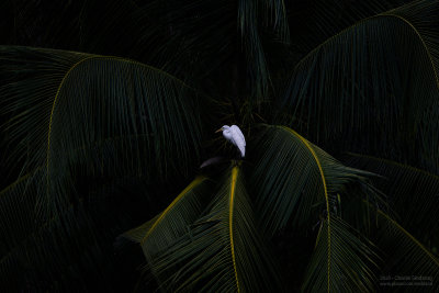 Beauty From Afar