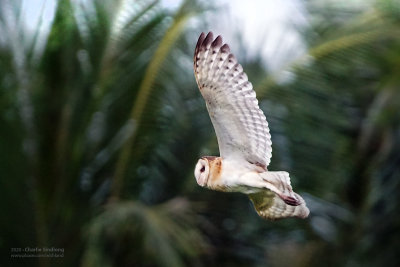 Philippine Grass Owl - Wisdom 4/5