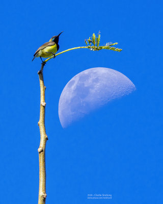 Olive-backed sunbird with the Waxing Gibbous