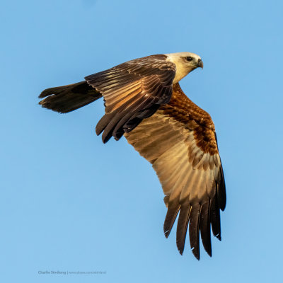 Brahminy Kite 01