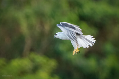 Black-winged Kite 05140